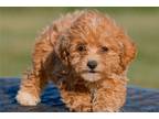 Cavapoo Puppy for sale in Dayton, OH, USA