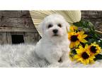 Bichon Frise Puppy for sale in Fort Wayne, IN, USA