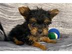 Yorkshire Terrier Puppy for sale in Columbia, MO, USA
