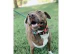 Adopt Angel Parker a American Pit Bull Terrier / Mixed dog in El Dorado