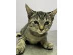 Adopt Jump Rope a Gray or Blue Domestic Shorthair / Domestic Shorthair / Mixed