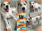 Adopt Sir a White Anatolian Shepherd / Mixed dog in Franklin, IN (39040095)