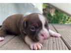 Boston Terrier Puppy for sale in Evansville, IN, USA