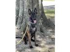 Adopt Ty a Brown/Chocolate Belgian Malinois / Mixed dog in Bellaire