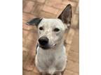 Adopt Kody a White - with Black Pointer / Cattle Dog / Mixed dog in Newmarket