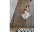 Adopt April a White (Mostly) Domestic Shorthair (short coat) cat in Bronson