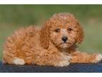 Cavapoo Puppy for sale in Dayton, OH, USA