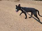 Adopt Gator a Black - with White Great Dane / Mixed dog in Tombstone