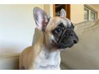 French Bulldog Puppy for sale in Manhattan, KS, USA