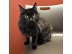Adopt Molasses a All Black Domestic Mediumhair / Domestic Shorthair / Mixed cat