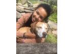 Adopt Kira a Tan/Yellow/Fawn Mountain Cur / Mutt / Mixed dog in Chestnut Ridge