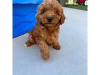Poodle (Toy) Puppy for sale in Citrus Heights, CA, USA