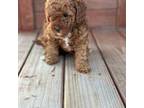 Poodle (Toy) Puppy for sale in Citrus Heights, CA, USA