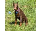 Doberman Pinscher Puppy for sale in Austinville, VA, USA
