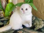 Scottish Fold White Color Point Female