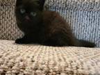 Black Exotic Short Hair Persian Kitten