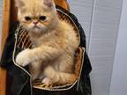 Persian Kittys Available