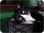 Adopt Ditto a Black & White or Tuxedo Domestic Shorthair (short coat) cat in