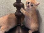British Shorthair Exotic Gold Kitten