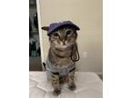 Adopt Skully a Brown Tabby Domestic Shorthair / Mixed (short coat) cat in