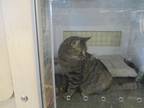Adopt Bella a Brown Tabby Domestic Shorthair (short coat) cat in North