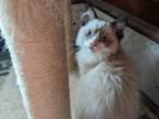 Bicolor Ragdoll Kitten TICA Male