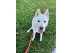Adopt RYDER a White Husky / Mixed dog in Huntington Beach, CA (36595635)