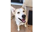 Adopt Kuli a White Husky / Mixed dog in Van Nuys, CA (36596378)