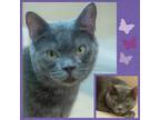 Adopt Tinker Bell a Gray or Blue Domestic Shorthair (short coat) cat in