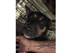 Adopt Mallory a Black German Shepherd Dog / Mixed dog in Selma, CA (36585332)