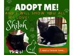 Adopt Shiloh a All Black American Shorthair (short coat) cat in Paris