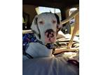 Adopt Theia a White Great Dane / Mixed dog in Dallas, TX (34143977)