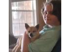 Experienced & Affordable Pet Sitter in Guntown, MS - $20 Daily