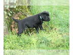 Labrador Retriever PUPPY FOR SALE ADN-788659 - AKC LAB LAST ONE