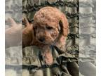 Goldendoodle (Miniature) PUPPY FOR SALE ADN-788743 - Available now