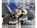 Rottweiler PUPPY FOR SALE ADN-788751 - Rottweiler Puppy
