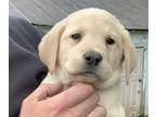 Labrador Retriever PUPPY FOR SALE ADN-788905 - Purebred Yellow Lab