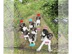 German Wirehaired Pointer PUPPY FOR SALE ADN-788927 - GWPs Ghost Point Kennel