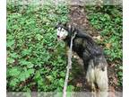 Siberian Husky PUPPY FOR SALE ADN-788929 - Wolf Sable Agouti Husky Female