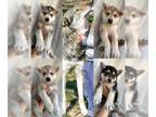 Czech Wolfdog-Wolf Hybrid Mix PUPPY FOR SALE ADN-788936 - Wolf dog puppies