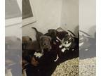 Cardigan Welsh Corgi-German Shepherd Dog Mix PUPPY FOR SALE ADN-788946 - Puppies