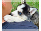 Siberian Husky PUPPY FOR SALE ADN-788948 - Siberian husky Akc champion