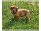 Labrador Retriever PUPPY FOR SALE ADN-789008 - Cedar AKC Fox Red Labrador