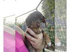 Dachshund PUPPY FOR SALE ADN-789093 - Mini dachshund