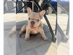 French Bulldog PUPPY FOR SALE ADN-789098 - Cream Frenchie W Blue Eyes