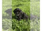 ShihPoo PUPPY FOR SALE ADN-789106 - Sweet Ebony