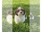 ShihPoo PUPPY FOR SALE ADN-789108 - Sandy