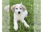 Great Pyrenees PUPPY FOR SALE ADN-789109 - Great Pyrness
