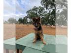 German Shepherd Dog PUPPY FOR SALE ADN-789111 - GERMAN SHEPHERD PUPPY FEMALE