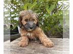 Mini Whoodle (Wheaten Terrier/Miniature Poodle) PUPPY FOR SALE ADN-789114 - Kate